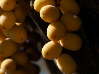 Detail of a bunch of dates on a palm tree in Andalusia