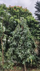 Dense tree canopy foliage