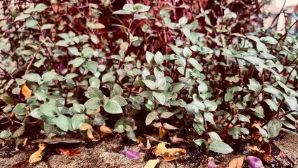 Cloudy sky with sunlight