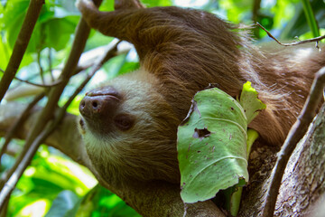 A closeup of a three-fingered sloth resting on a tree branch in the Costa Rican jungle next to the Caribean coastline
