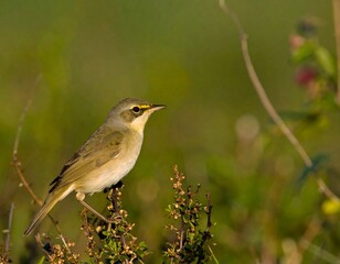Small bird perched on a plant