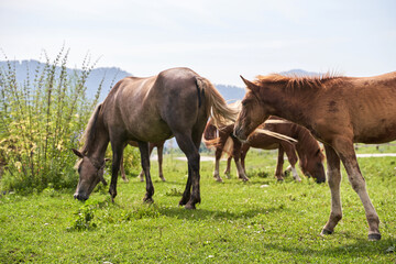 Fototapeta premium Herd of horses grazing on green pasture in scenic mountain landscape.