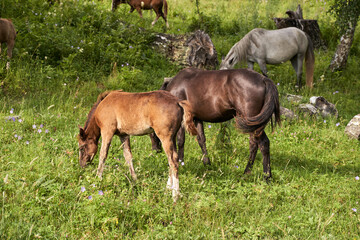 Obraz premium Horses grazing in lush green meadow on a sunny day with wildflowers and rocks.