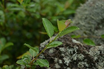 Salix jejuensis (Jeju willow), an endangered alpine shrub native to Jeju Island, noted for its spring blossoms and global conservation value