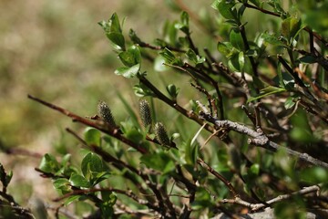 Salix jejuensis (Jeju willow), a rare endemic shrub of Hallasan highlands, blooming in spring and listed as a vulnerable protected species