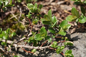 Salix jejuensis (Jeju willow), an endangered alpine shrub native to Jeju Island, noted for its spring blossoms and global conservation value