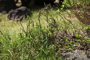 Obraz premium Salix jejuensis (Jeju willow), a rare endemic shrub of Hallasan highlands, blooming in spring and listed as a vulnerable protected species