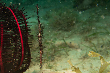 A Ghost Pipefish, Solenostomus Paradoxus, hiding close to a Crinoid, soft coral in Philippines. Picture from Puerto Galera