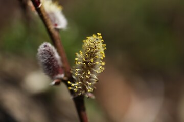 Salix jejuensis (Jeju willow) male flowers, an endemic shrub of Hallasan blooming in spring, a vulnerable and rare protected species