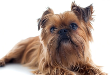 dog Brussels griffon, isolated on white background