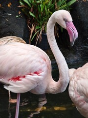 An elegant pink flamingo gracefully posing by the still waters edge