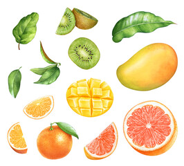 Watercolor realistic hand drawn illustrations of mango, grapefruit, tangerine and kiwi fruits with slices and green leaves