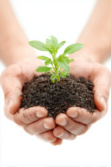 Eco-Friendly Concept: Hands Holding Small Plant