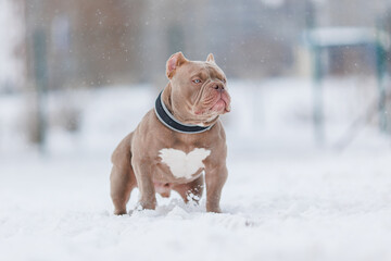 American Bully dog breed plays, runs in winter 
