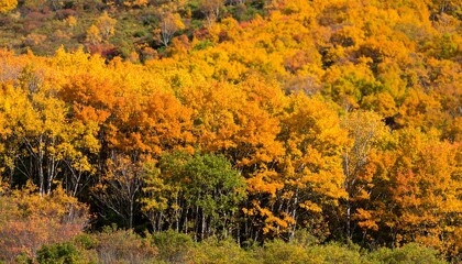 Fototapeta premium Radiant Canopy: Autumnal Brilliance Unveiled in a forest landscape view