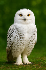 Snowy Owl Staring on Grass in Natural Habitat