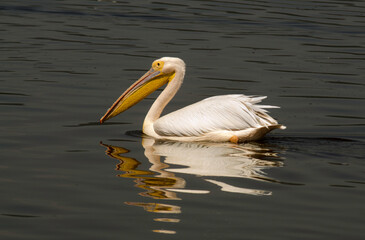 p&eacute;lican blanc, Pelecanus onocrotalus, parc national du lac Nakuru, vall&eacute;e du Rift,  Kenya