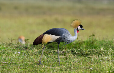Grue couronnée, 
Balearica pavonina, Black Crowned Crane, Kenya