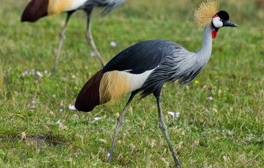 Grue couronnée, Balearica pavonina, Black Crowned Crane, Kenya