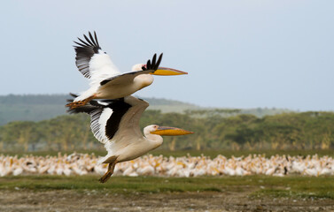 Pélican blanc,Pelecanus onocrotalus, Great White Pelican, Parc national de Nakuru,  Kénya
