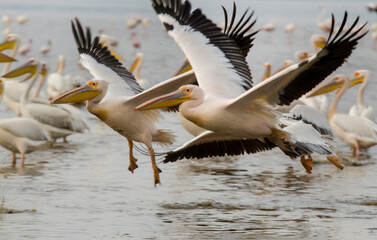 Pélican blanc,Pelecanus onocrotalus, Great White Pelican, Parc national de Nakuru,  Kénya