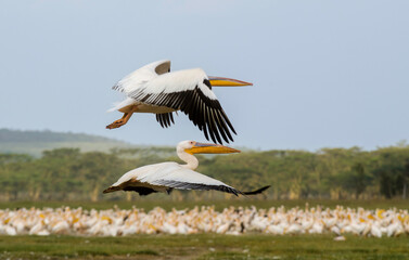 Pélican blanc,Pelecanus onocrotalus, Great White Pelican, Parc national de Nakuru,  Kénya