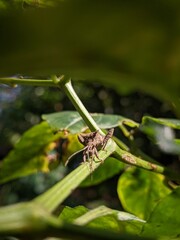 dragonfly on a leaf