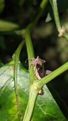 grasshopper on a leaf