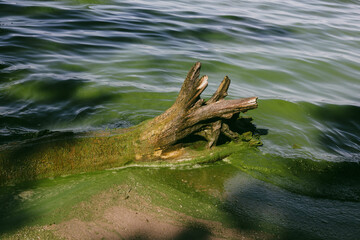 A weathered tree trunk rests amidst algae bloom in green water. A weathered tree trunk rests in murky green water, showcasing textures and colors of nature amidst algae growth. Dirty and toxic water.
