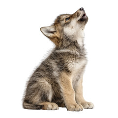 Adorable wolf pup sits and howls towards the sky capturing wilderness spirit