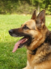 German Shepherd dog in profile view outdoors with tongue out, showing alert and intelligent expression on green grass background. Classic side portrait of this loyal and popular working breed, perfect
