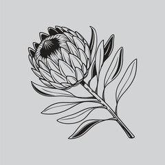 Protea Flower Vintage Ink Illustration