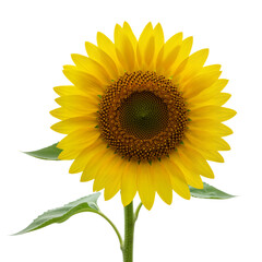 Obraz premium Radiant Sunflower in Bloom – Symbol of Joy, Resilience, and Natural Radiance