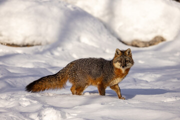 Gray Fox