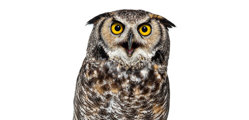 Head shot of a Angry bird of prey beak wide open, isolated on white