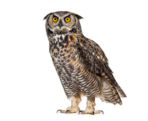 Great horned owl, bubo virginianus, or, tiger owl standing still and looking up isolated on white