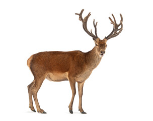 Red deer stag, Cervus elaphus, with large antlers walking on a white background