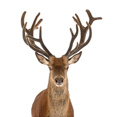 Majestic red deer stag posing on white background