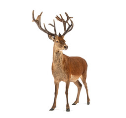 Red deer stag standing on white background
