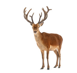 Red deer stag standing on white background showing antlers