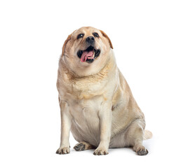 Obraz premium Overweight fat labrador retriever dog sitting and panting, isolated on white background