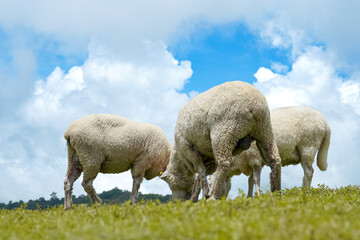 Obraz premium Three sheep grazing on green pasture in rural countryside under blue sky with clouds. Livestock farming scene representing agriculture, sustainable farming, natural environment and peaceful farm life.