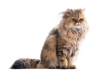 Persian cat sitting and looking away on white background