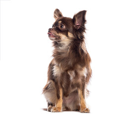 Curious chihuahua dog sticking out tongue on white background
