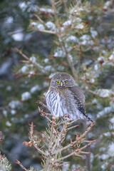 Northern PYgmy Owl