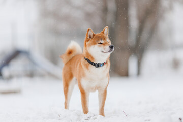 Dog breed Shiba inu in in winter