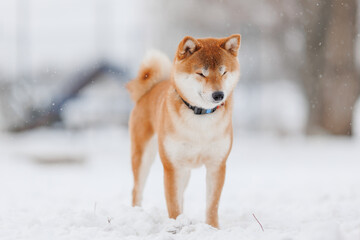 Dog breed Shiba inu in in winter
