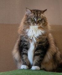 Siberian cat sitting and posing on green surface