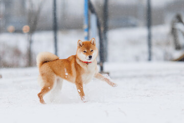 Dog breed Shiba inu in in winter