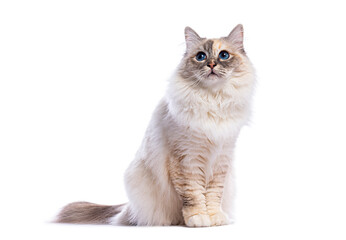 Obraz premium Adorable ragdoll cat sitting and looking up on white background